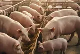 Dự báo về giá heo hơi Tết Bính Ngọ 2026, khó lên tới 80.000 đồng/kg?