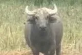 Xuất hiện con trâu hung dữ, húc 2 người bị thương