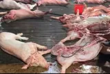 Nhức nhối heo bệnh tuồn ra thị trường, Thủ tướng chỉ đạo chấn chỉnh kiểm soát giết mổ