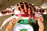 Ghẹ đỏ là hải sản gì mà có giá tới 1,7 triệu đồng/kg ở Sầm Sơn