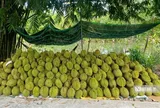 Sầu riêng biến động khó lường, nhà vườn “đứng ngồi không yên”