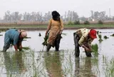 Gạo Ấn Độ, Thái Lan, Việt Nam sắp đón sóng gió, ‘thủ phạm’ là ai?