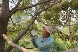 Lời giải nào cho "trái cây vua"?