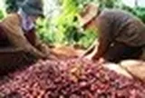 Giữa 'cơn bão' giảm giá, một mặt hàng của Việt Nam vẫn đón tin vui lớn từ EU