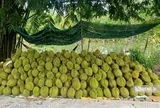 Sầu riêng biến động khó lường, nhà vườn “đứng ngồi không yên”