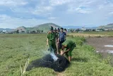 Lưới bẫy đánh bắt chim trời xuất hiện trên cánh đồng Quảng Trị
