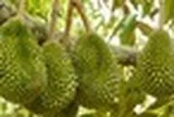 Tránh Việt Nam và Thái Lan, một đối thủ sầu riêng chọn lối đi riêng: Không chạy theo sản lượng, tập trung bán phân khúc cao cấp tại Trung Quốc
