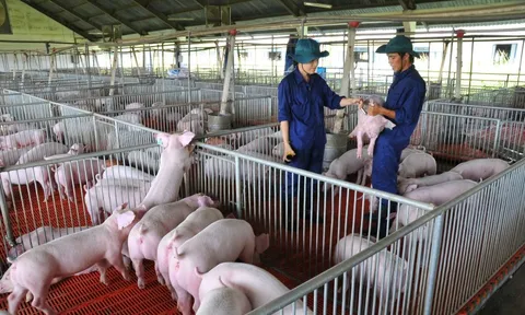 Giá heo hơi hôm nay, 8-11: Diễn biến lạ