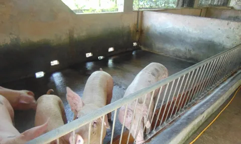 Giá heo hơi hôm nay giảm sâu