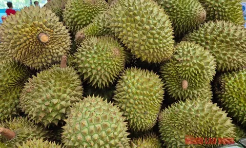 Giá sầu riêng tăng vọt nhưng nông dân vẫn kém vui