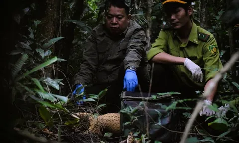 7 con tê tê Java được thả về tự nhiên