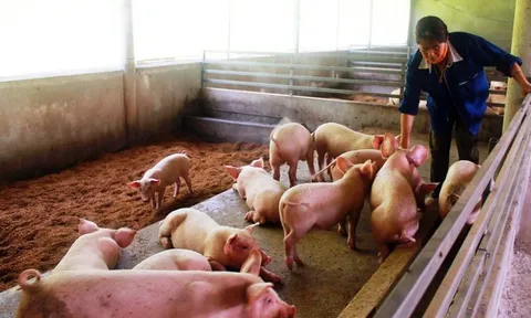 Chủ tịch UBND tỉnh Cà Mau có chỉ đạo "nóng" liên quan thực phẩm dịp Tết