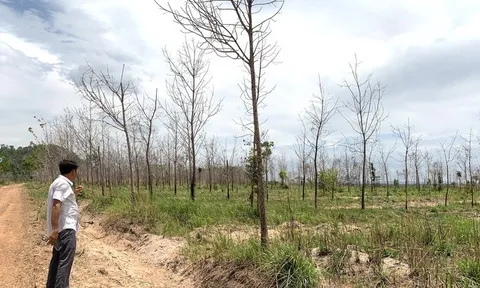 Gia Lai thu hồi đất cao su kém hiệu quả để phát triển kinh tế