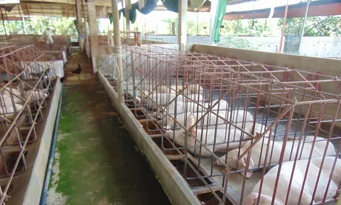 Giá heo hơi hôm nay, 5-2: Các công ty chăn nuôi giảm giá heo hơi