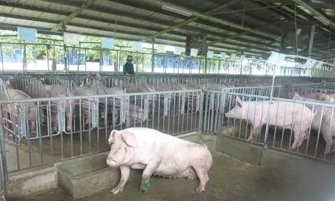 Giá heo hơi hôm nay, 7-2: Bất ngờ với giá thịt heo 1 tuần trước Tết