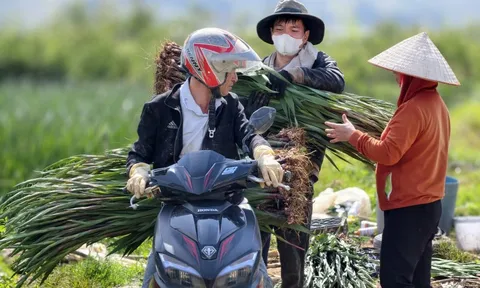 Hoa Lâm Đồng khoe sắc, rộn ràng