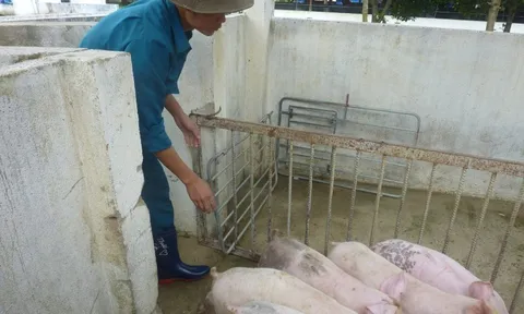 Giá heo hơi hôm nay, 11-2: Thịt heo ồ ạt về chợ, giá cả biến động bất ngờ