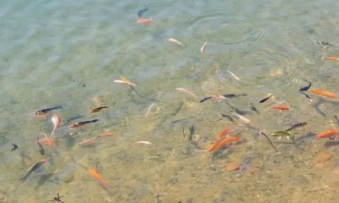 Thả 5.000 cá koi, cá lăng vào "trái tim" Măng Đen