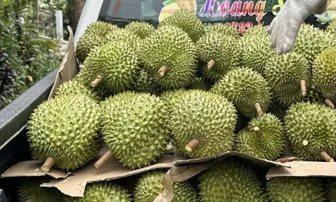 Giá sầu riêng đầu năm cao ngất ngưởng