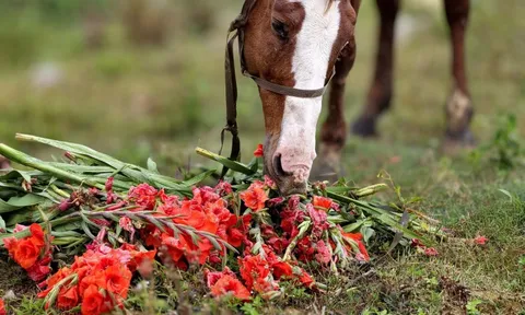 Hoa lay-ơn nở muộn, nông dân ngậm ngùi nhổ bỏ