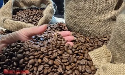 Giá cà phê hôm nay 11-3: Đồng loạt giảm giá, Indonesia sắp bước vào thu hoạch