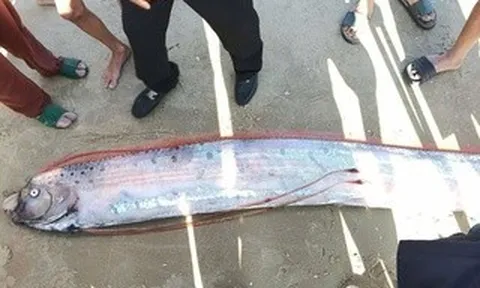 Cá Mái chèo dài gần 4 m dạt vào bờ biển ở Lâm Đồng, người hiếu kỳ vây quanh