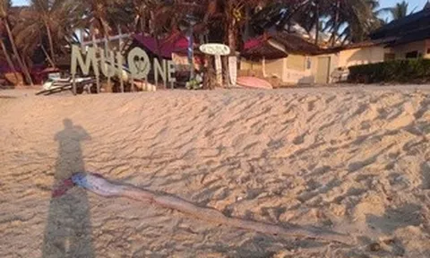 Thêm 1 con cá mái chèo dạt vào bờ biển Mũi Né, thu hút sự hiếu kỳ