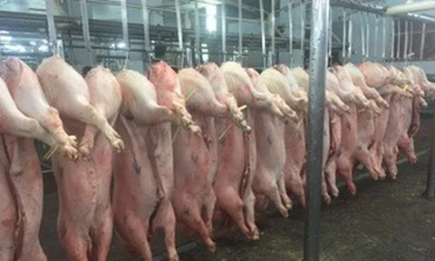 Giá heo hơi hôm nay, 27-3: Tiếp tục giảm ở khu vực miền Bắc