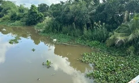 Tây Ninh ra thông báo khẩn việc cá sấu xuất hiện ở ấp Cá Tôm