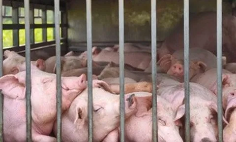 Phát hiện xe ô tô chở 100 con heo nhiễm dịch tả heo châu Phi