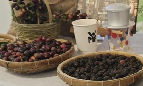 Giá cà phê hôm nay 7-4: Arabica tăng giá, 20% vùng trồng có nguy cơ không phù hợp