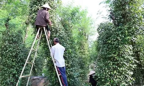 Nông dân Đồng Nai trúng mùa hồ tiêu