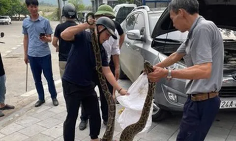 VIDEO: Bất ngờ phát hiện con trăn lớn ẩn nấp trong nắp ca-pô xe ô tô con
