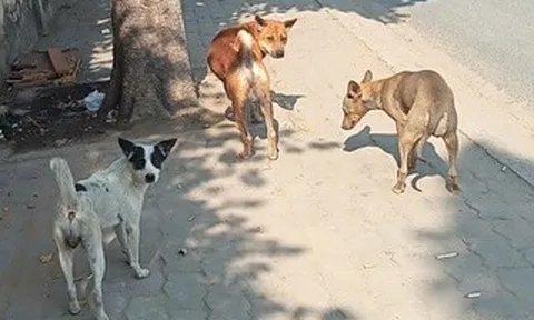 Nỗi lo chó thả rông