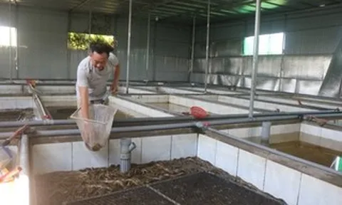 Hàng ngàn tấn lươn nuôi chưa tìm được đầu ra