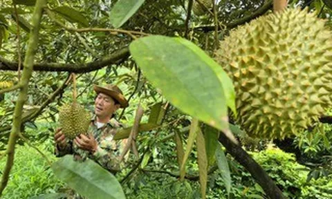 Giá sầu riêng có nơi chỉ còn 25.000 đồng/kg