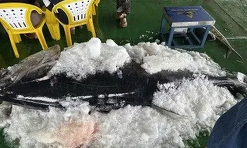 Ngư dân Gia Lai liên tiếp trúng đậm cá ngừ đại dương “khủng”