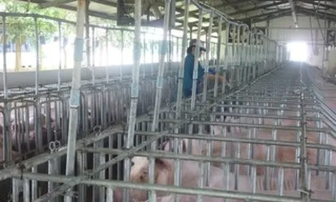 Giá heo hơi hôm nay, 27-4: Các vùng miền đều tăng