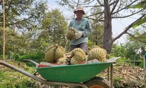 Sầu riêng lại rớt giá