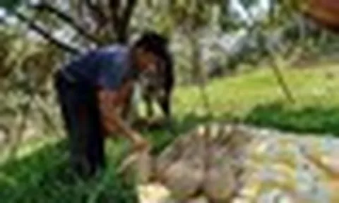 Sau Thái Lan, thêm một đối thủ của sầu riêng Việt Nam gặp khó: 30% diện tích bị ảnh hưởng, sản lượng liên tục giảm sút