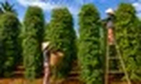 Tin vui cho nông sản Việt: Một mặt hàng gia vị Việt đang được Mỹ chi đậm gom mua, mang về hơn 600 triệu USD chỉ sau 4 tháng