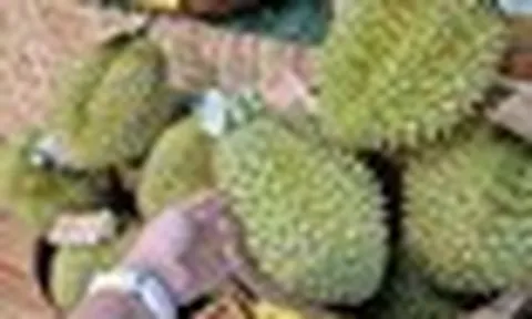 Giá sầu riêng tại vườn “chạm đáy”, vì sao giá bán lẻ vẫn cao?