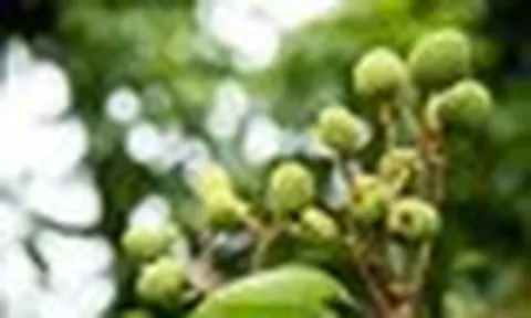Tin buồn với loại quả “phi tử tiếu” được hàng triệu người VN và TQ say mê, có loại giá gần 600.000 đồng/kg