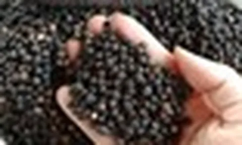 Hồ tiêu Việt Nam củng cố vị thế dẫn đầu thế giới