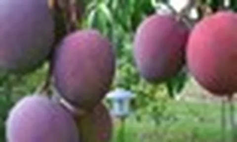 Loại quả ‘trứng của mặt trời’ vừa được đấu giá hơn 16 triệu đồng/cặp tại một quốc gia châu Á, Việt Nam vừa trồng thành công tại TP HCM