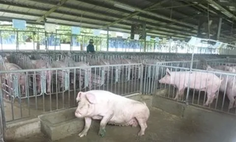 Giá heo hơi hôm nay, 11-5: Tăng hai lần chỉ trong 3 ngày