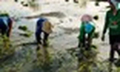 Buồn của quốc gia nhập khẩu gạo lớn nhất thế giới: Sản lượng nội địa sắp giảm mạnh gần 1 nửa, nông dân chịu cú sốc kép