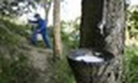 Một nguyên liệu thiết yếu cho ngành ô tô bất ngờ tăng giá mạnh nhất 8 năm: Việt Nam đứng thứ 3 thế giới về sản lượng nhưng chưa phải quốc gia hưởng lợi nhất