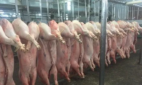 Giá heo hơi hôm nay, 17-5: Chợ đầu mối giảm đáng kể