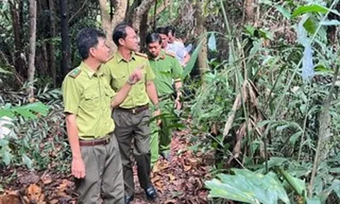 CLIP: Vụ chủ vườn chim "kêu cứu" ở Vĩnh Long: Lực lượng chức năng đến khảo sát